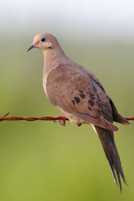 Mourning Dove