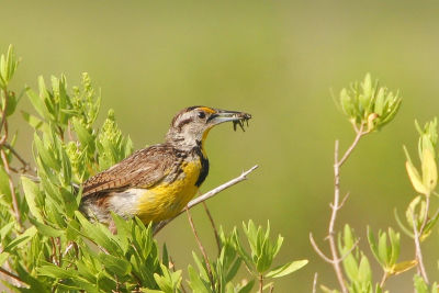 Eastern Meadowlark