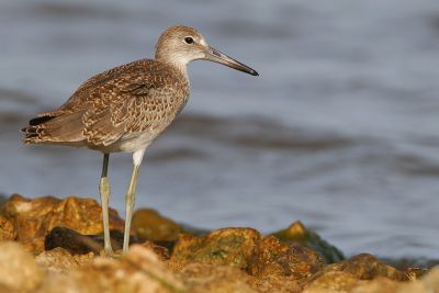 Willet