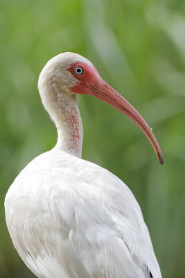 White Ibis