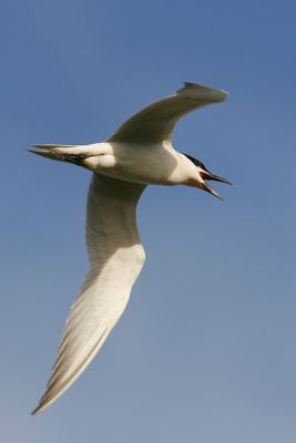 Gull-billed Tern