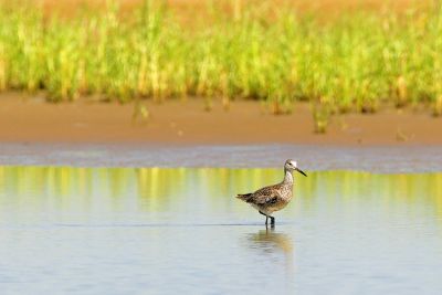 Willet