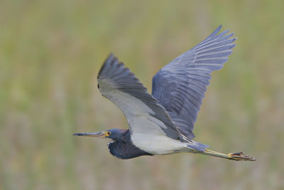 Tricolored Heron