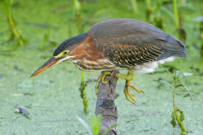 Green Heron