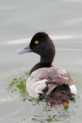 Lesser Scaup