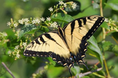 Eastern Tiger Swallowtail