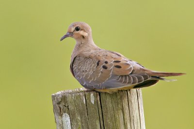 Mourning Dove