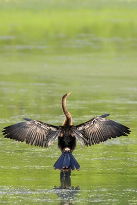 Anhinga