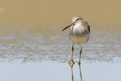 Short-billed Dowitcher