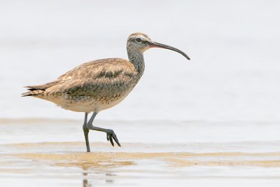 Whimbrel