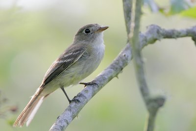 Least Flycatcher