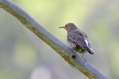 Northern Flicker (Red Shafted)