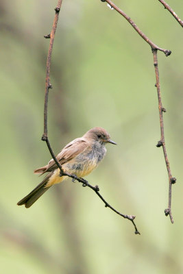 Say's Phoebe