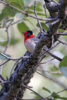 Red-faced Warbler