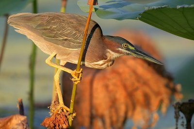 Green Heron