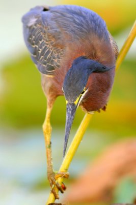 Green Heron