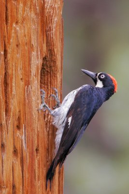 Acorn Woodpecker