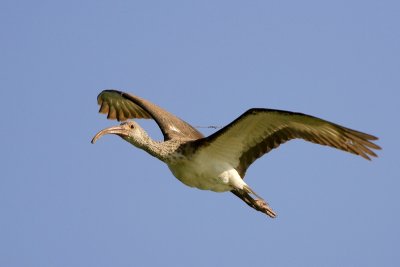 White Ibis