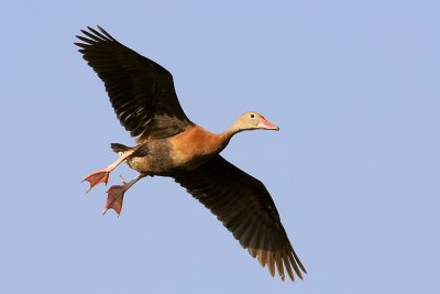 Black-bellied Whistling-Duck