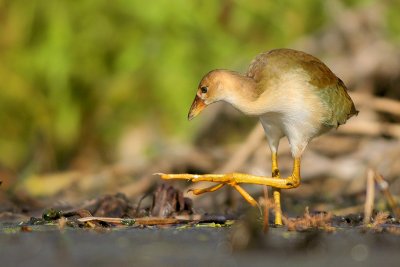 Purple Gallinule