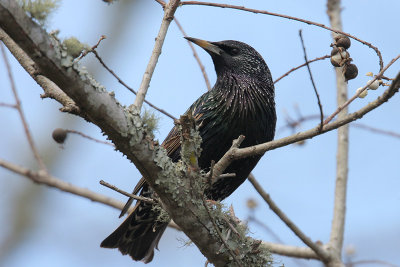 European Starling