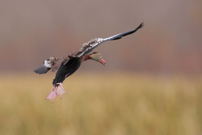 Black-bellied Whistling-Duck