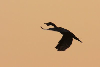 Neotropic Cormorant