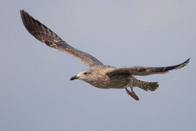 Herring Gull