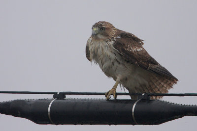 Red-tailed Hawk