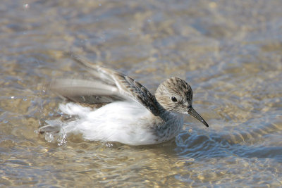 Least Sandpiper