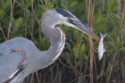 Great Blue Heron