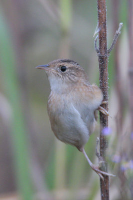 Sedge Wren