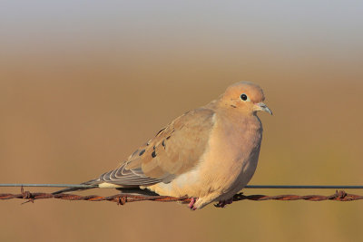 Mourning Dove