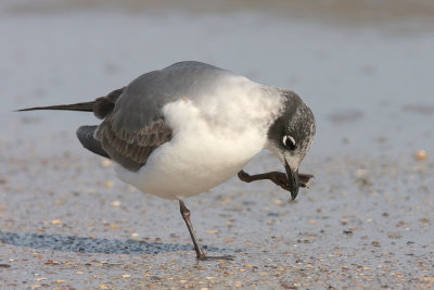 Franklin's Gull