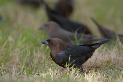 Brown-headed Cowbird