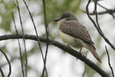 Thick-billed Kingbird