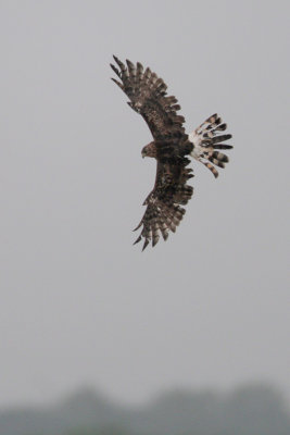 Northern Harrier