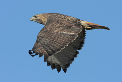 Red-tailed Hawk