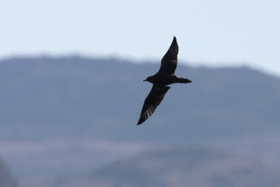 Pomarine Jaeger