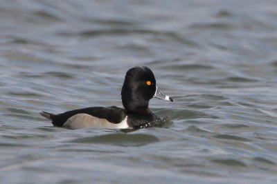 Ring-necked Duck