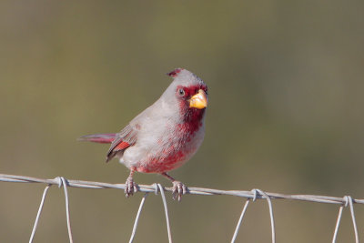 Pyrrhuloxia