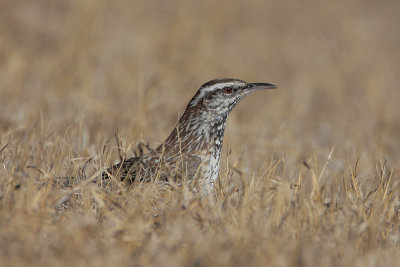 Cactus Wren