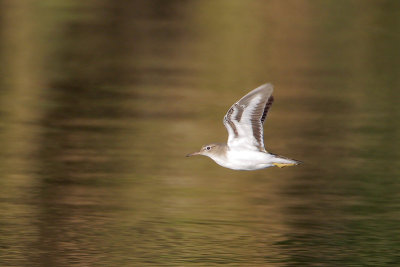 Spotted Sandpiper