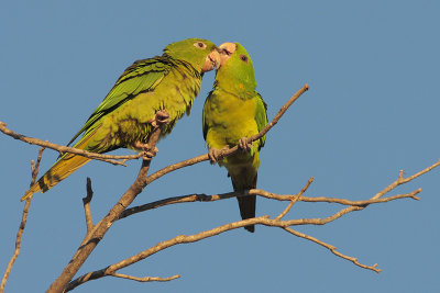 Green Parakeet