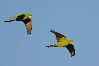 Green Parakeet