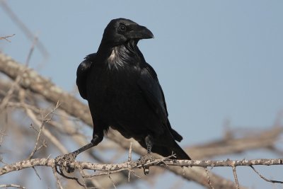 Chihuahuan Raven