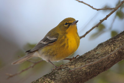 Pine Warbler