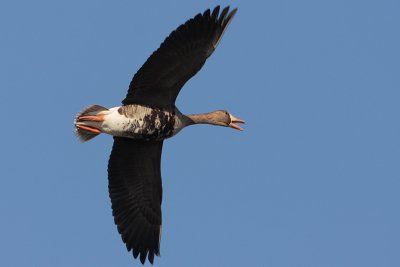 Greater White-fronted Goose