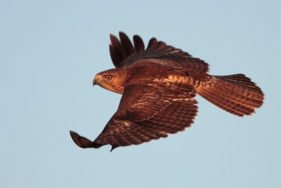 Red-tailed Hawk