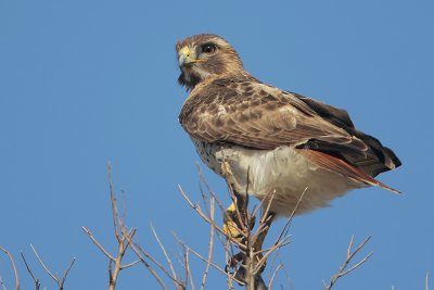 Red-tailed Hawk